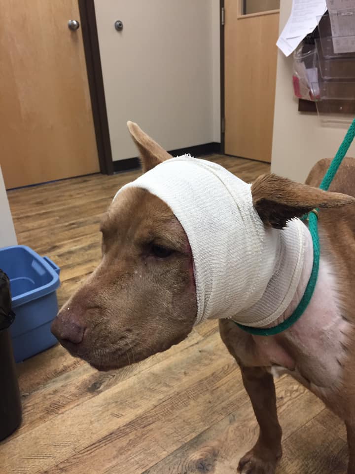 A severely injured Alberta dog is on the road to recovery thanks to the generosity of the local community.
