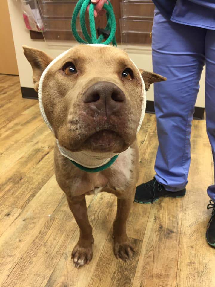 Sela the dog is doing well thanks to her new human pals.