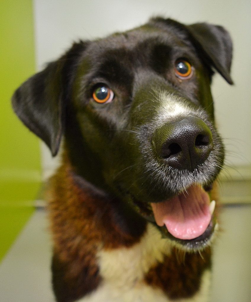 Calgary animal shelter thanks Albertans for answering urgent adoption