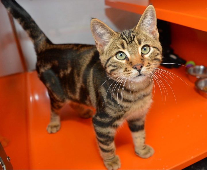 As of Halloween morning, AARCS has received over 500 adoption applications. As of Oct. 31, this cat hasn't been adopted.