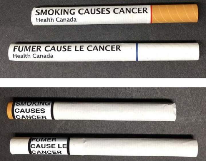 cigarette beetle spray Drugstore beetle vs cigarette beetle: differences, signs & control