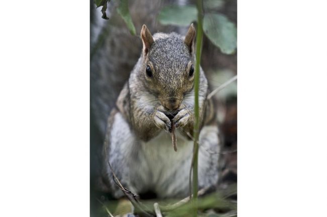  In this Sept. 14, 2012 file photo, a squirrel nibbles on plant life in New York City’s Central Park.