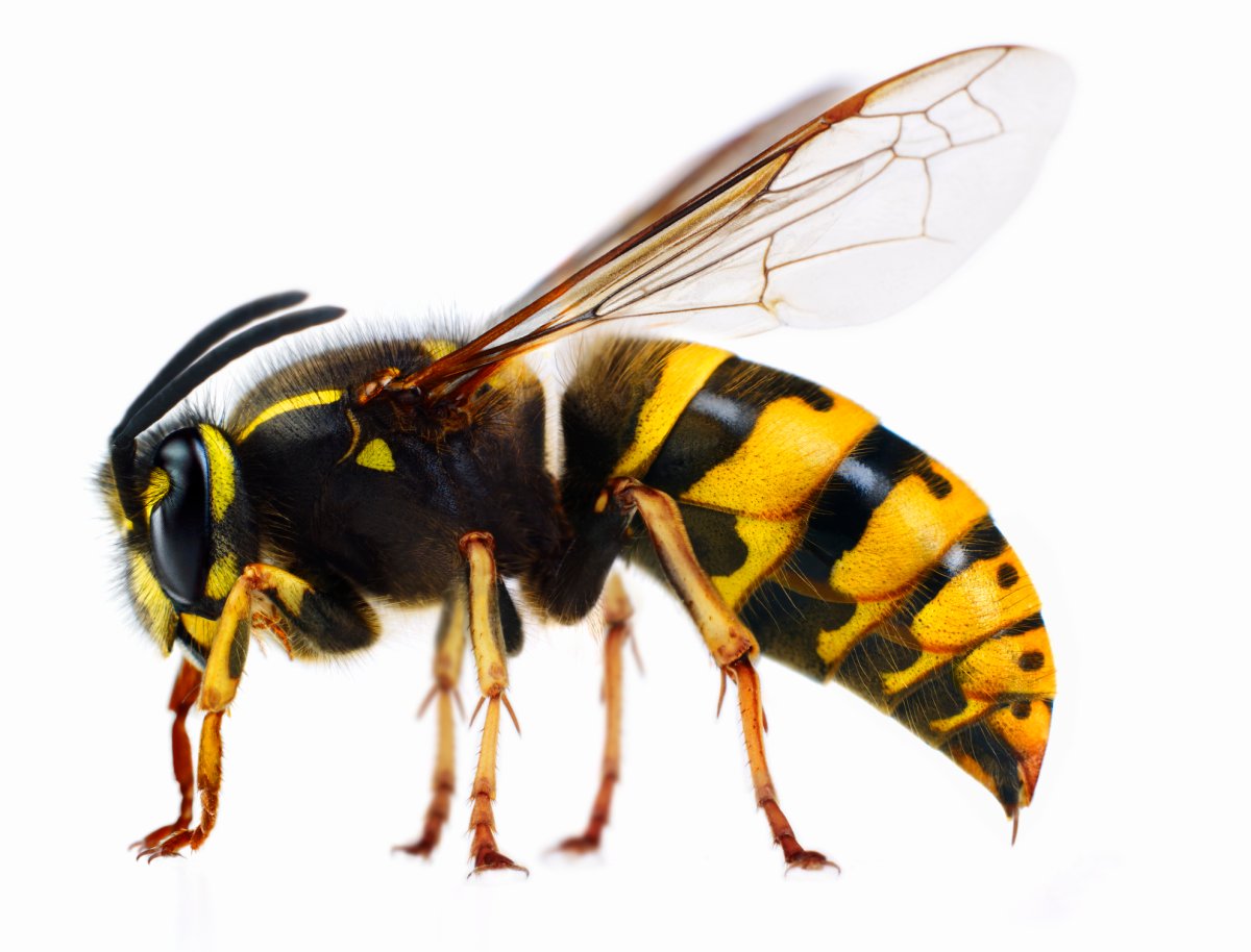 Are hornet populations on the rise in southern Ontario? - image