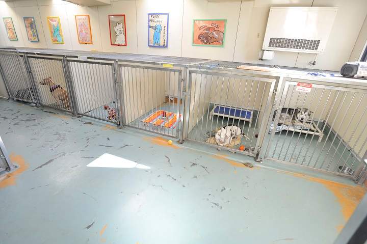 This week, Focus Montreal speaks with a lawyer for an American group that is trying to save a dog involved in a Montreal attack from being euthanized.