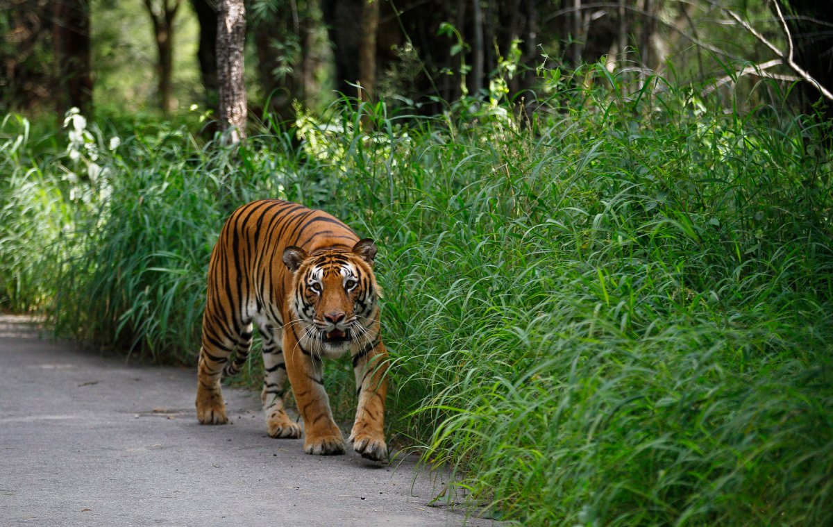 A Bengal tiger walks along a road ahead on Global Tiger Day in the jungles of Bannerghatta National Park, 25 kilometers (16 miles) south of Bangalore, India, Wednesday, July 29, 2015.