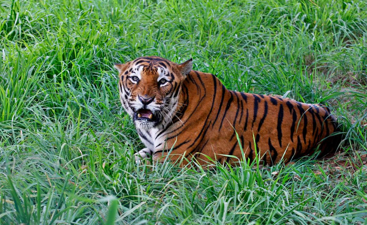 A Bengal tiger rests on Global Tiger Day in the jungles of Bannerghatta National Park, 25 kilometers (16 miles) south of Bangalore, India, Wednesday, July 29, 2015.