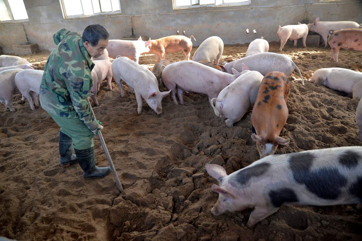 A worker digs in a fermentation bed at an organic pig farm in Handan in northern China’s Hebei province.
