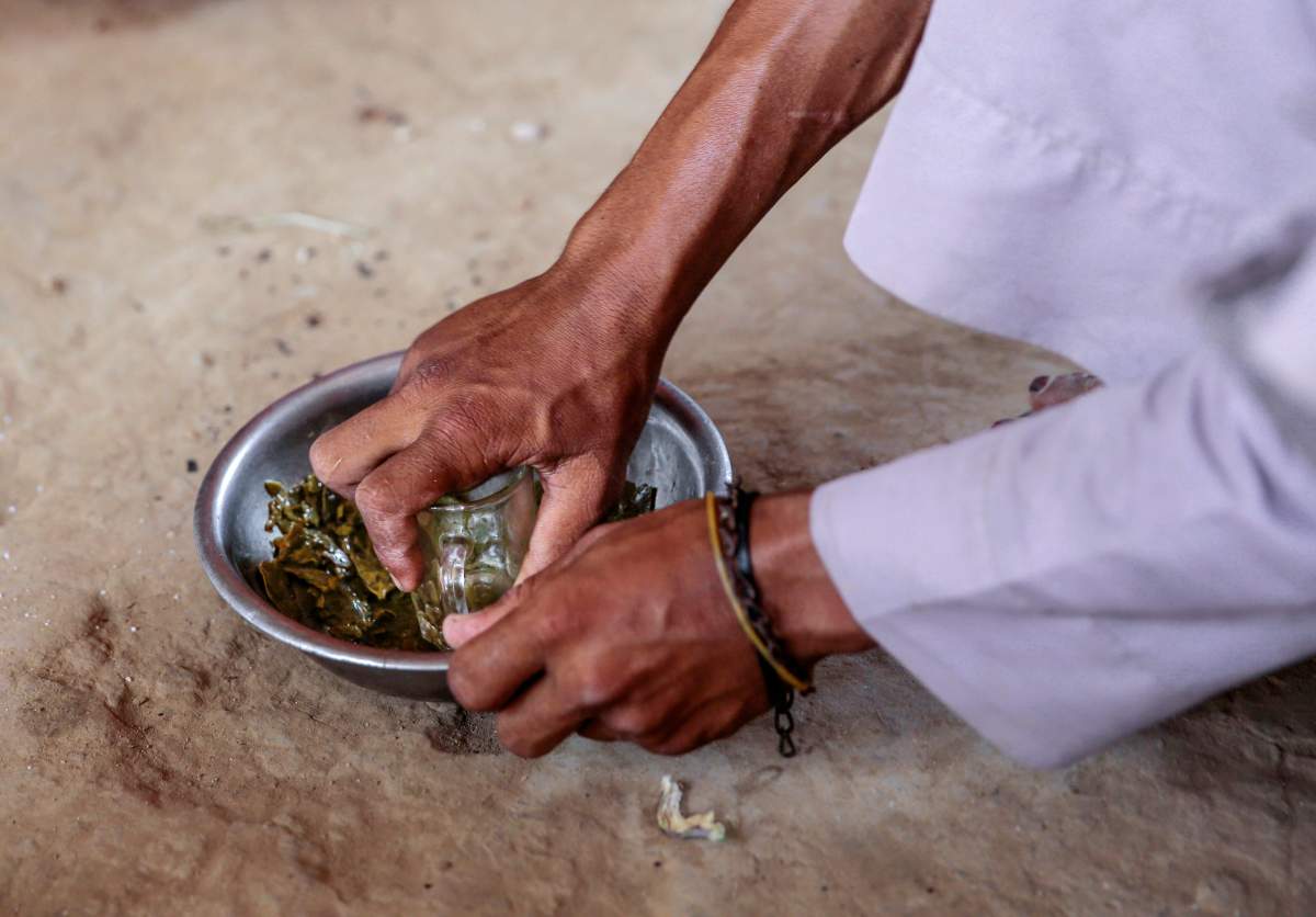 In this Oct. 1, 2018, photo, a man prepares Halas for his children, a climbing vine of green leaves, in Aslam, Hajjah, Yemen.