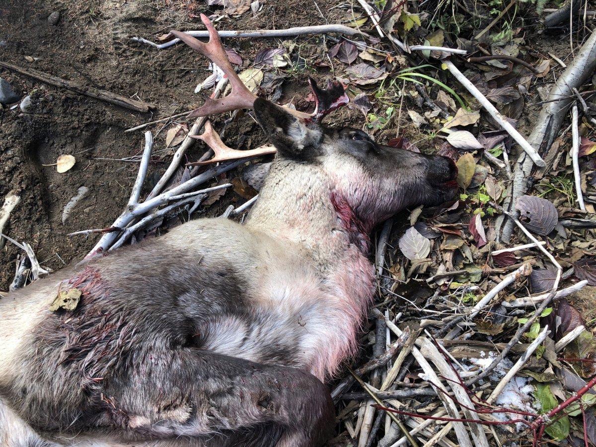 A caribou that was found dead on Oct.26, 2018 in Quebec's Gaspesie region is shown in a handout photo from the province's wildlife and fisheries ministry. 