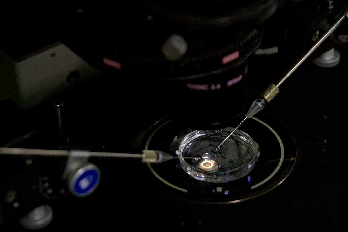 An embryo receives a small dose of Cas9 protein and PCSK9 sgRNA in a sperm injection microscope in a laboratory in Shenzhen in southern China’s Guangdong province.