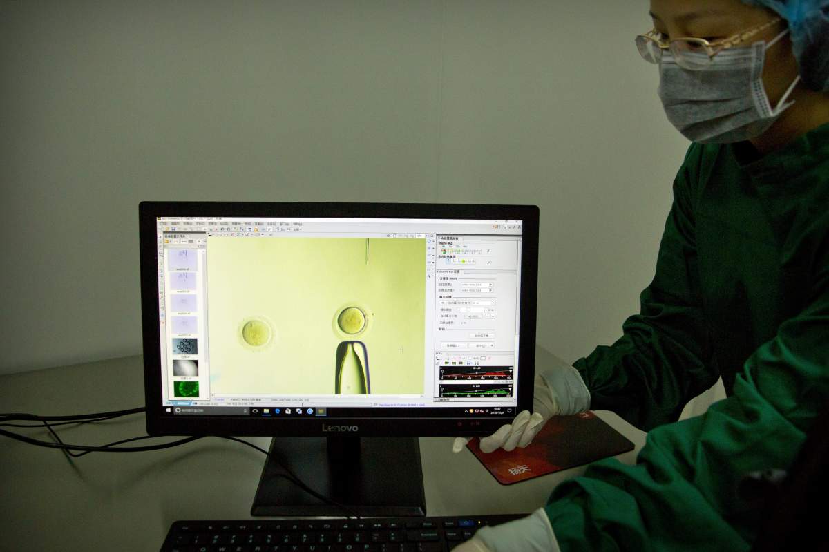 Zhou Xiaoqin adjusts a monitor showing a video feed of Qin Jinzhou moving a fine glass pipette containing Cas9 protein and PCSK9 sgRNA to an embryo under a microscope.