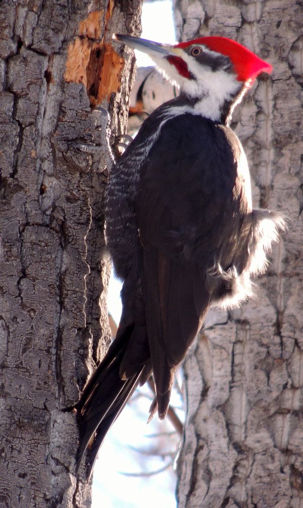 Winter Birding Course - image