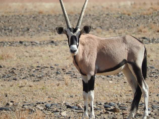 JEWELS OF NATURE IN NAMIBIA by DR.GEORGE SCOTTER - image