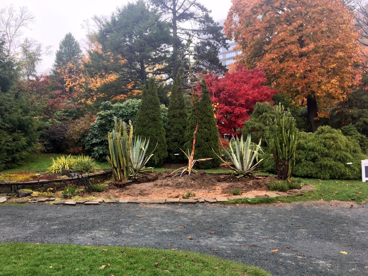 Halifax's agave plant pictured in the Halifax Public Gardens on Nov. 2, 2018.