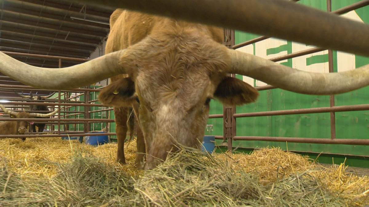 Texas Longhorn Jim Reeves made the long journey from Wyoming in 2018 for his first Agribition. In 2020, Agribition turns virtual. 