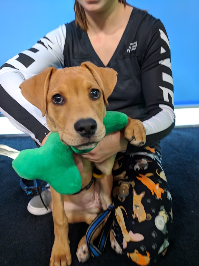 Amber is looking for her forever home.