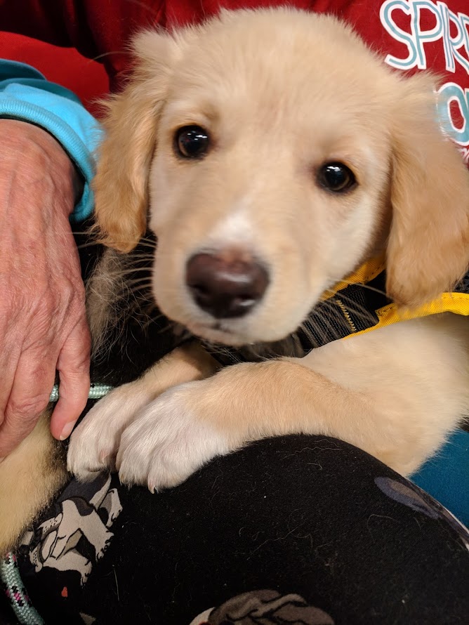 Amy is looking for her new family and is appeared on Adopt A Pal in hopes of getting spotted