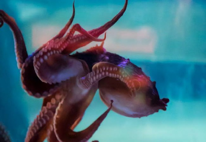 Seth Rogen appears on track for another goofy social-media-driven appearance in Vancouver. 