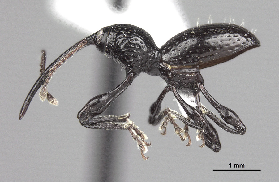 A species of weevil native to the Dominican Republic has been named Sicoderus bautista after Jose Bautista.