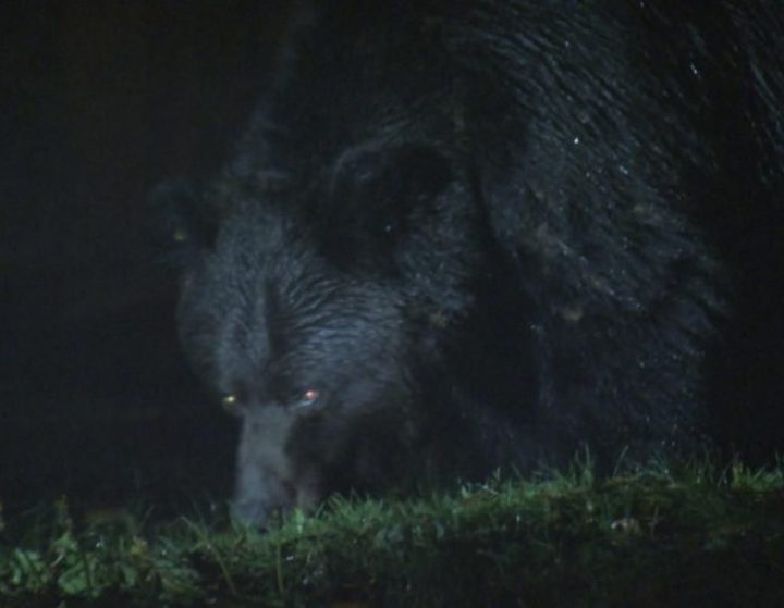 Some residents in Bella Coola B.C. have become so concerned about the growing grizzly bear population in the community, they have now set up nightly patrols to help protect themselves.