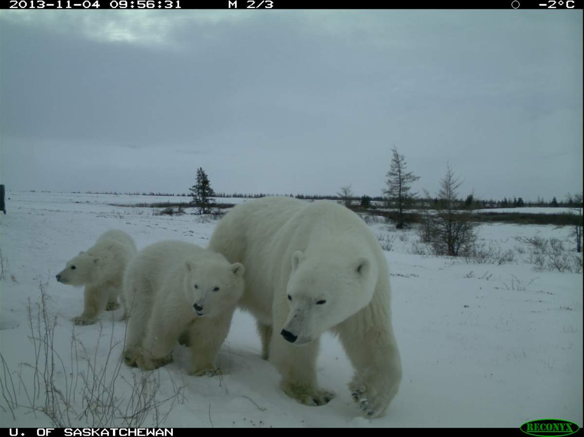 Polar bears, black bears, and grizzlies have been found together for the first time during a University of Saskatchewan research project in northern Manitoba.