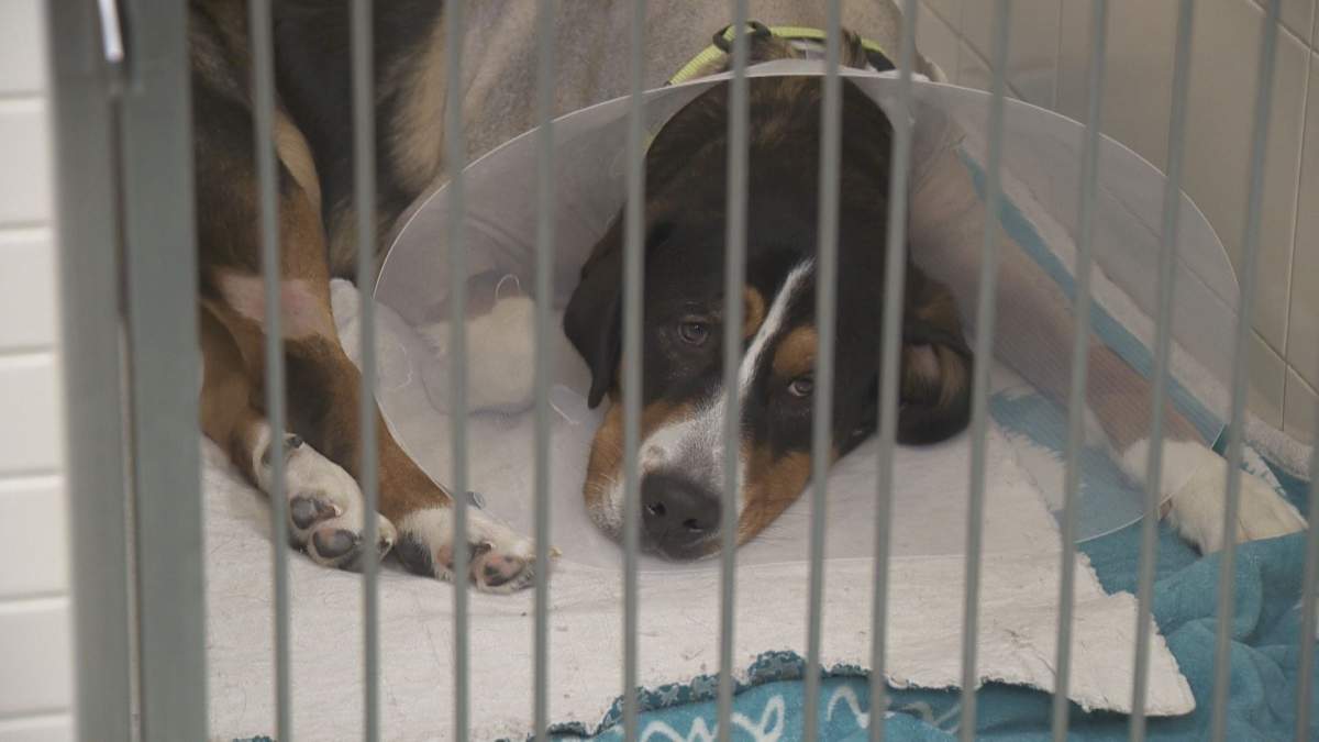 Buddy the dog recovering in hospital after the first of two surgeries on his legs.