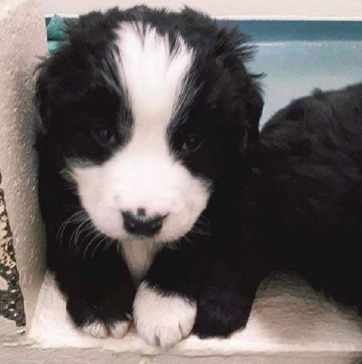 The Montreal Canadiens' Mira puppy needs a name.