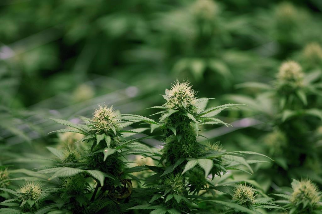 Ottawa police have not released the amount of product ceased or the number of people that were arrested.