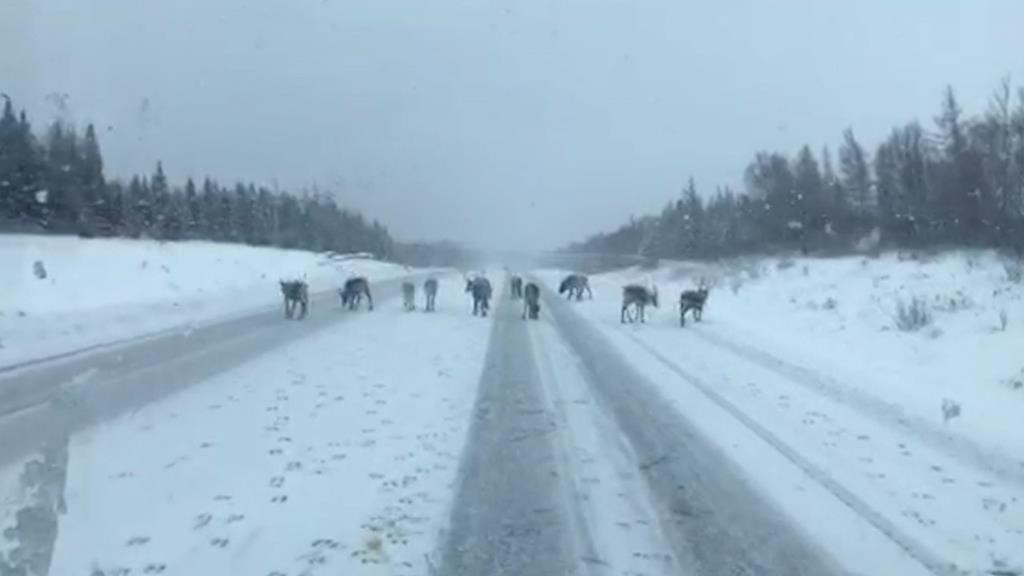 Caribou are seen on a highway near Dear Lake, N.L. on Thursday, November 22, 2018.