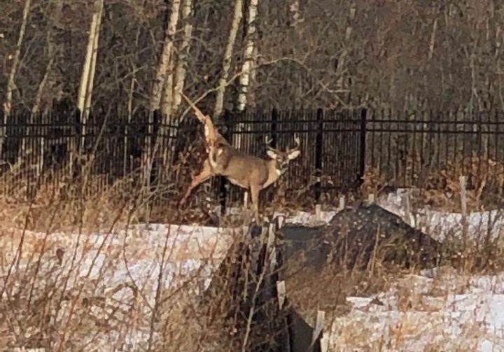 A deer was euthanized after it got stuck in a fence in Edmonton’s Cameron Heights neighbourhood.