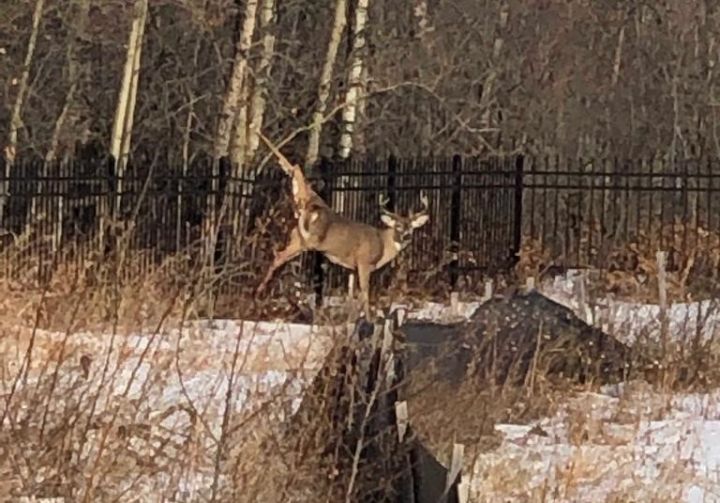 whitetail deer caught on fence