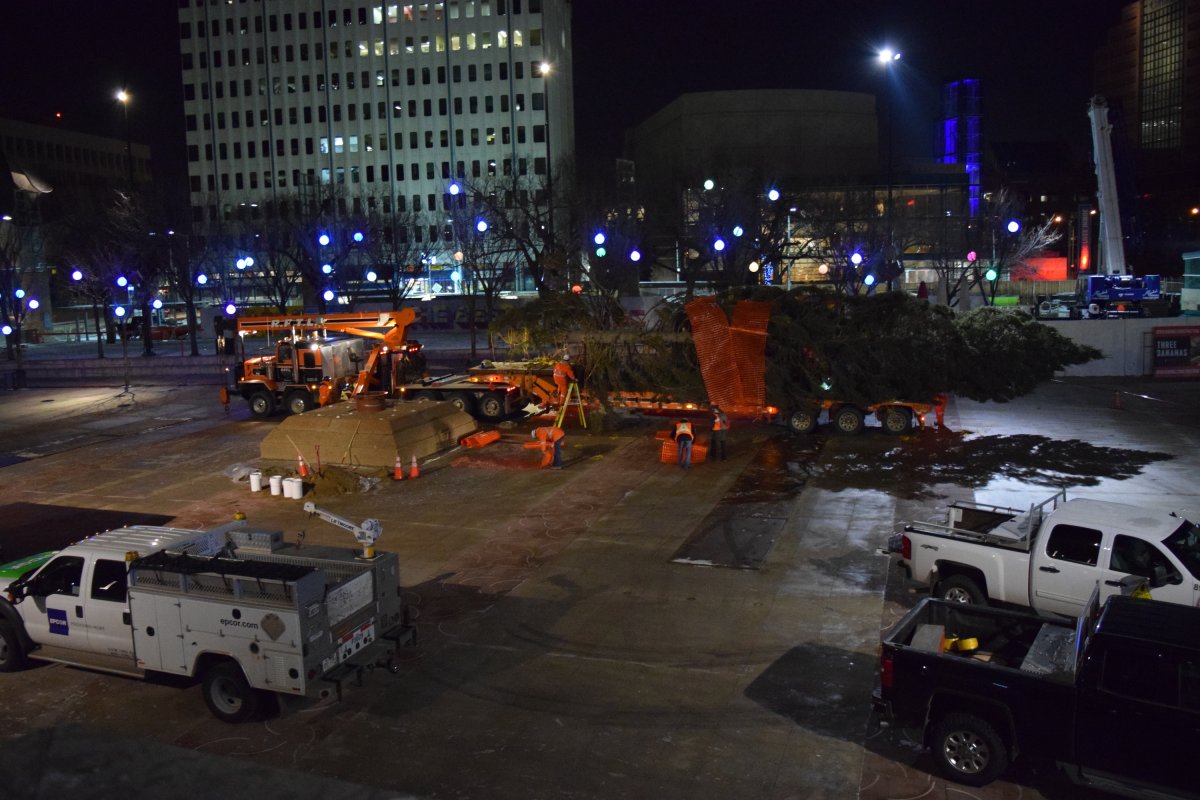 65foot Christmas tree in place in downtown Edmonton Edmonton