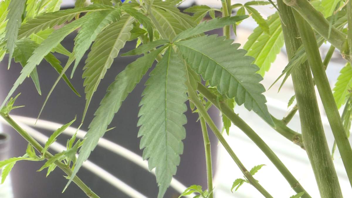 City of Kingston have released results from their online cannabis survey.