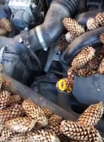 Edmonton woman Ariel Durkin popped her hood on Wednesday, November 7, 2018 to find a red squirrel had turned her Subaru Impreza into a winter food stash.