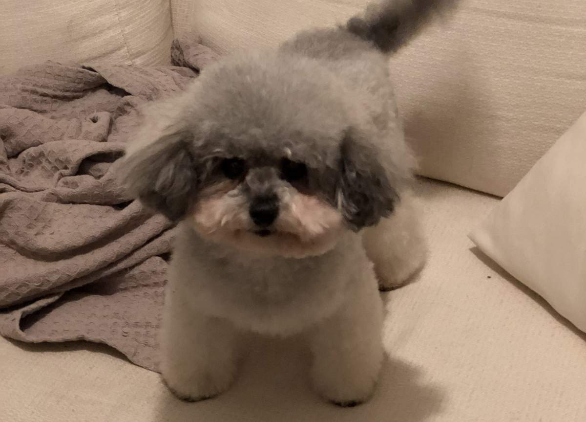 Ellie the teacup toy poodle was snatched by a coyote on Saturday. 