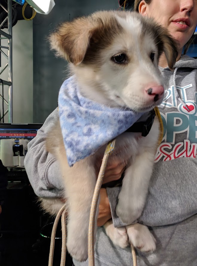 Finn is ready to find the forever home to play and cuddle in.