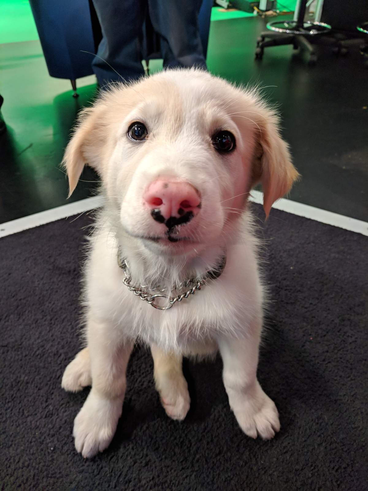 Frost appeared on Global News Morning to find his forever home.