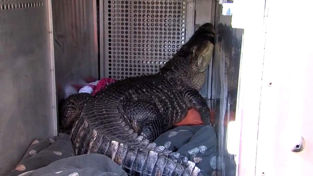 Katfish the gator is seen in a truck on Wednesday, Nov. 7, 2018, after being removed from a Kansas City, Mo., home.