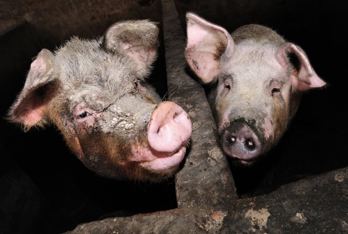 Pigs are seen on a pig farm on the outskirts of Beijing.