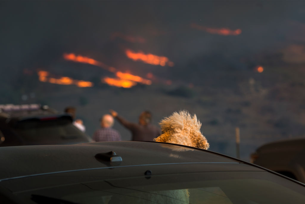 A dog watches from a car as flames approach during the Woolsey Fire on November 9, 2018 in Malibu, California.