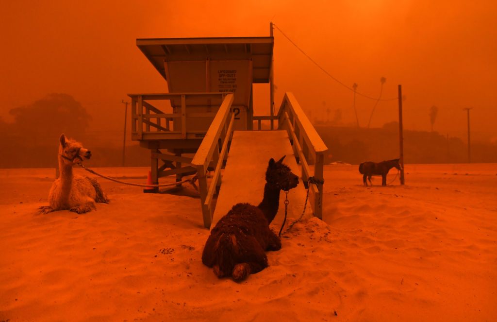 Llamas are tied to a lifeguard stand on the beach in Malibu as the Woolsey Fire comes down the hill Friday.
