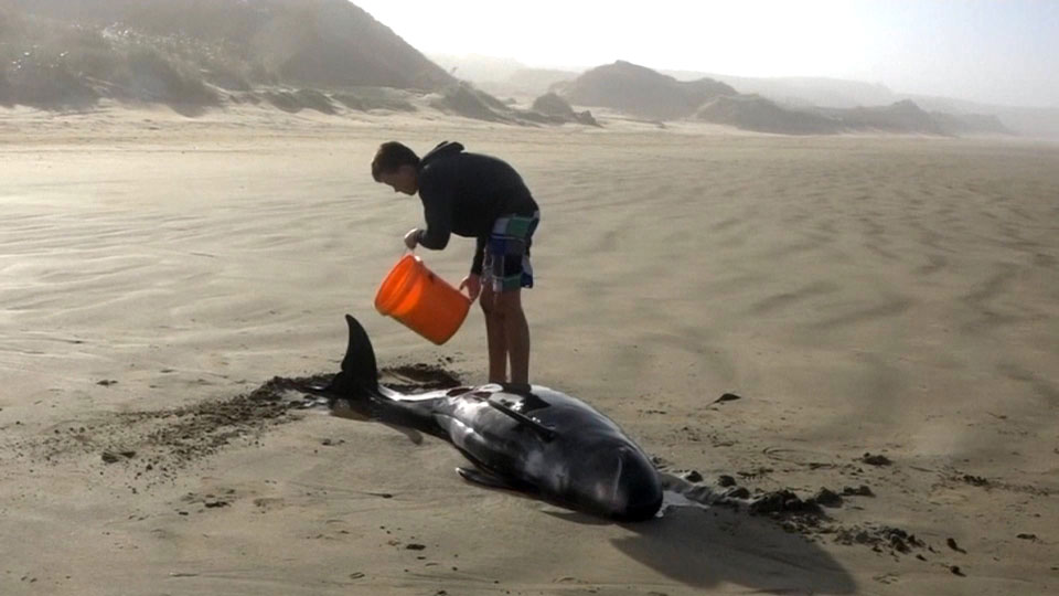 477 pilot whales die, beached on remote New Zealand beaches