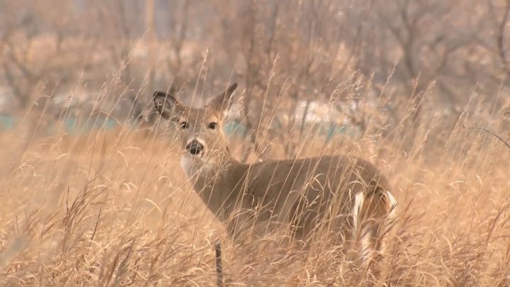 Three people from Imperial, Sask., have been fined just over $11,000 and handed two-year hunting bans after a poaching investigation by conservation officers.