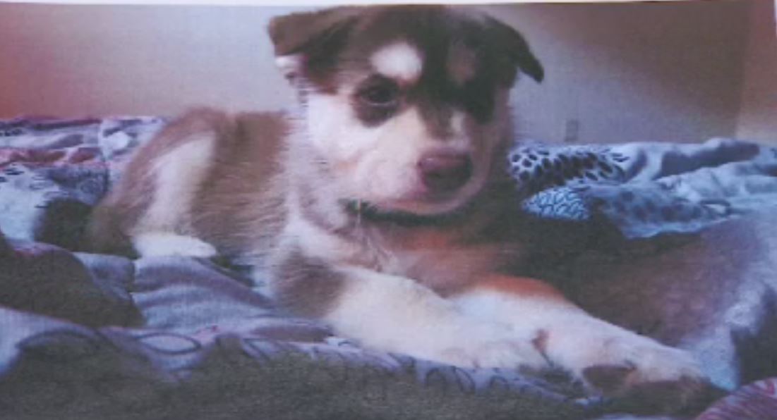 The chief provincial inspector of the Nova Scotia SPCA is disappointed with the sentence given to a pet owner whose dog died of starvation in a parked car.