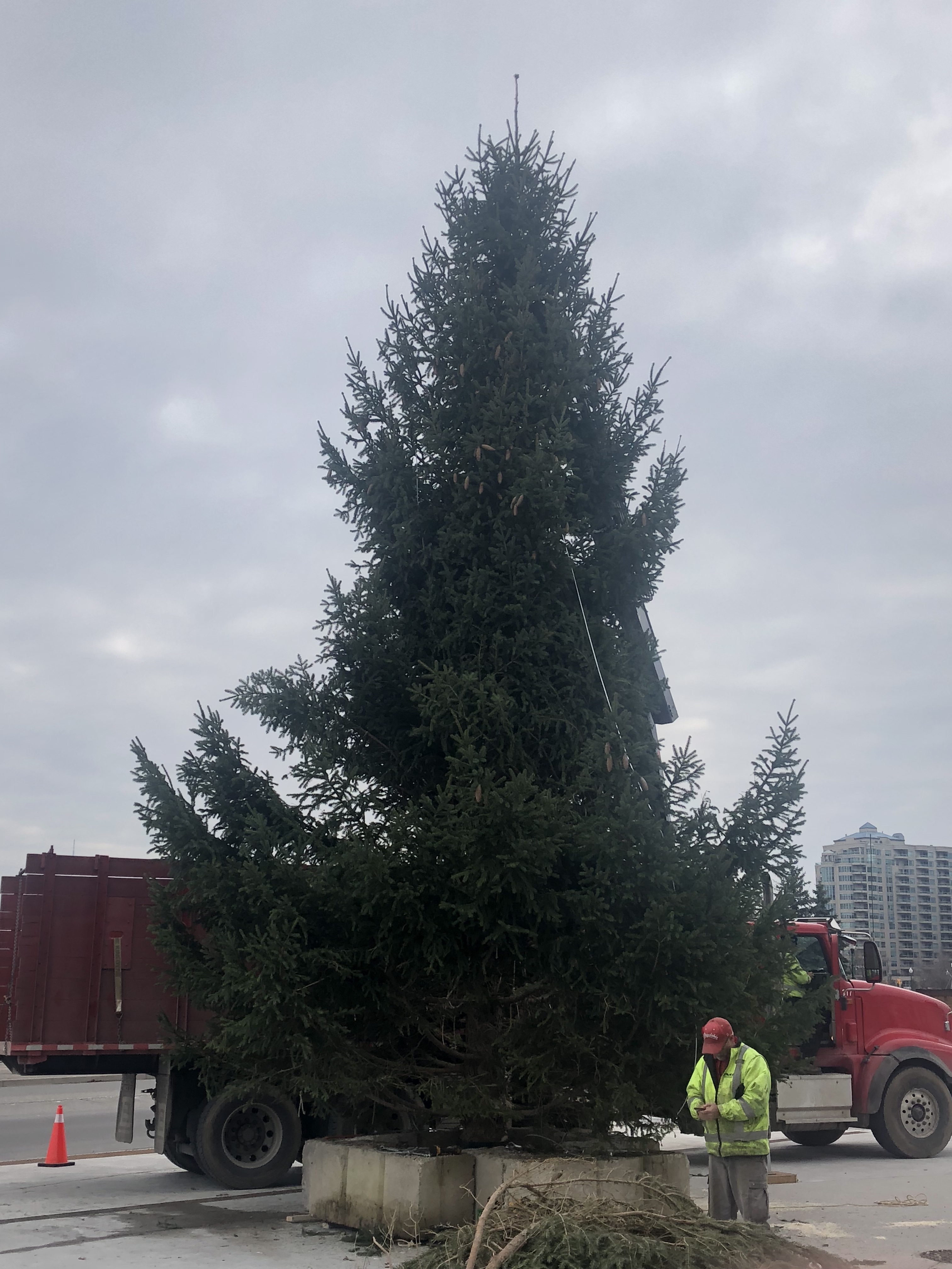 30 foot christmas tree