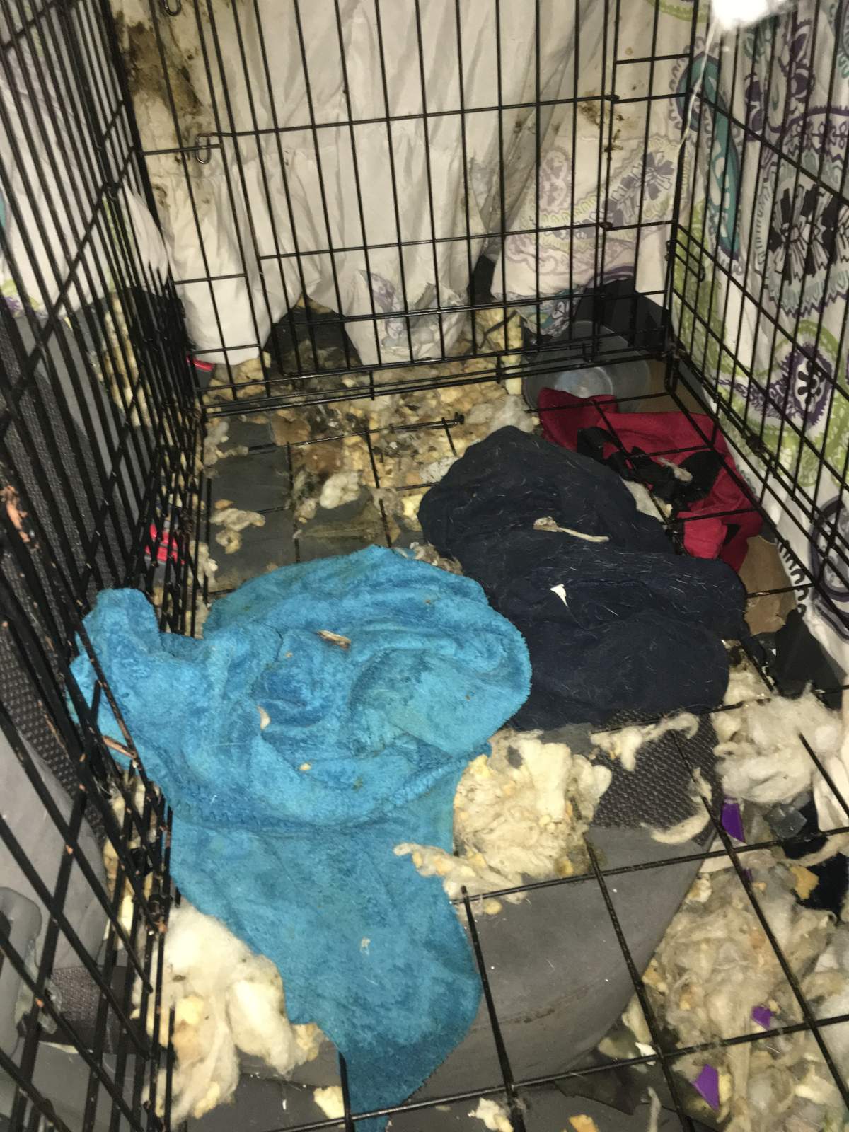 A photo of the wire kennel the dog had been kept in. There were signs the dog had been eating the foam in the car’s seats.