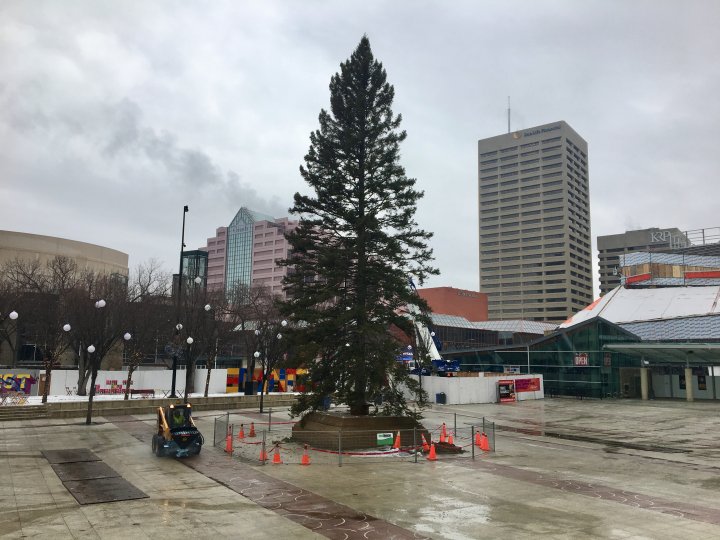 65foot Christmas tree in place in downtown Edmonton Edmonton