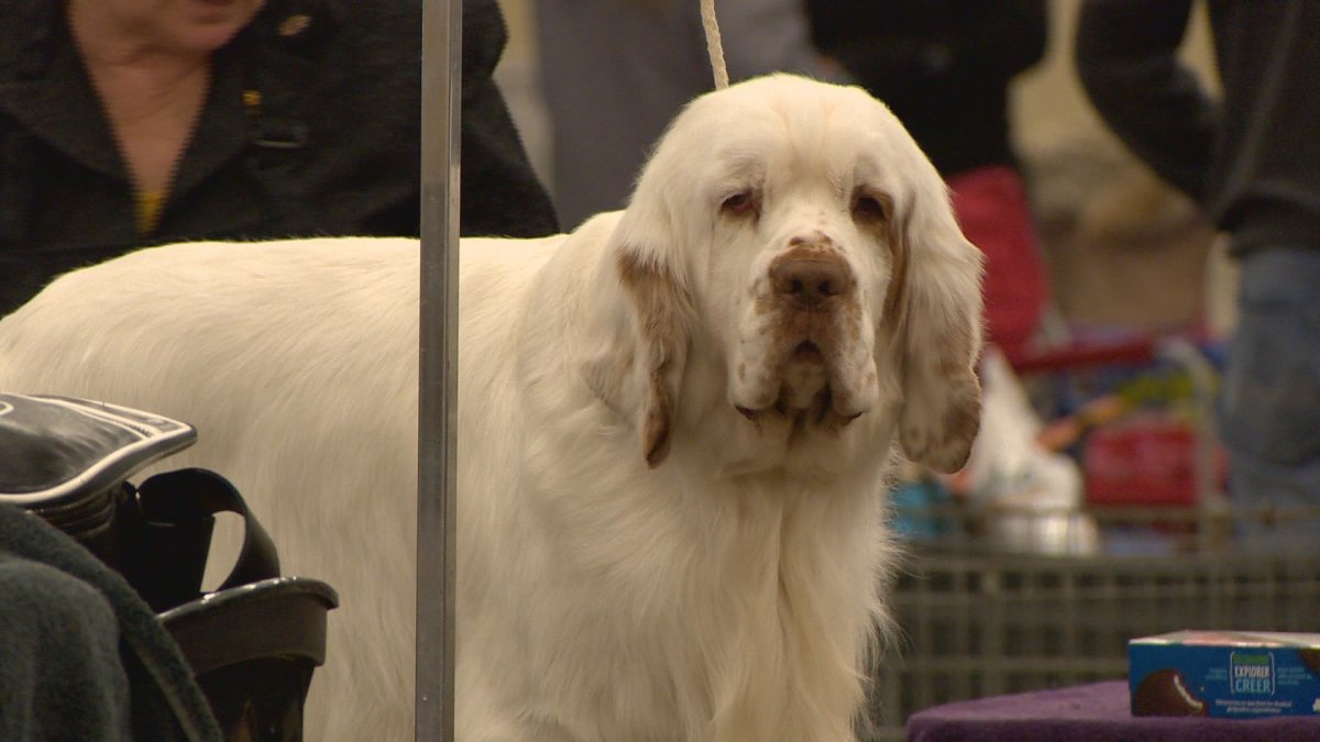 Dogs were busy getting groomed during the annual kennel club dog show on Friday.