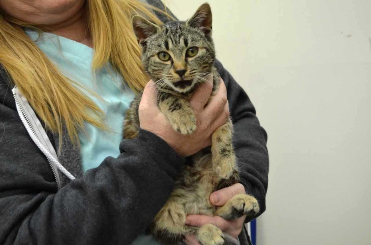 South Okanagan SPCA appeal to public on behalf of kitten needing surgery - image