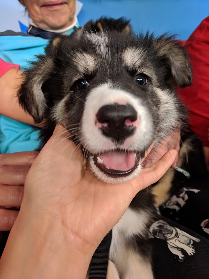 Mist is looking for her forever home.